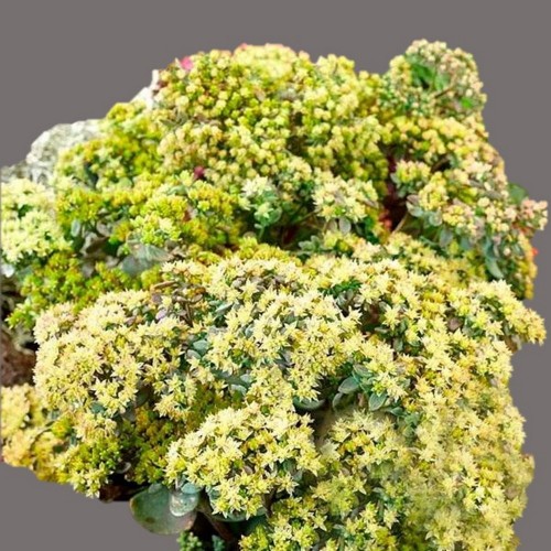 Sedum telephium 'Seduction Green Yellow' - Verev kukehari 'Seduction Green Yellow' 